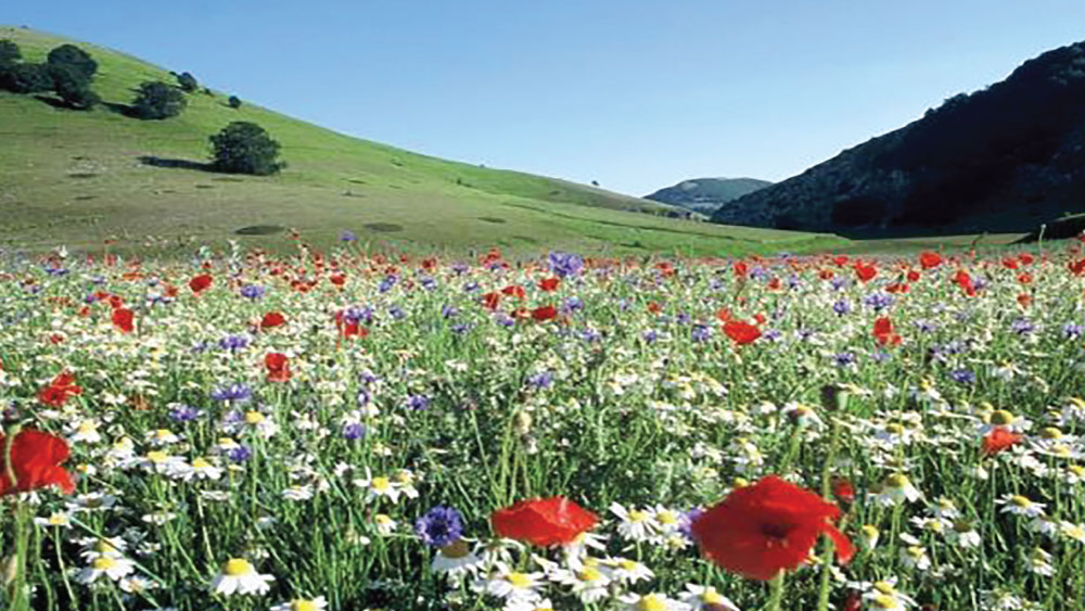 essenza profumatore auto personalizzato: Fiori di campo